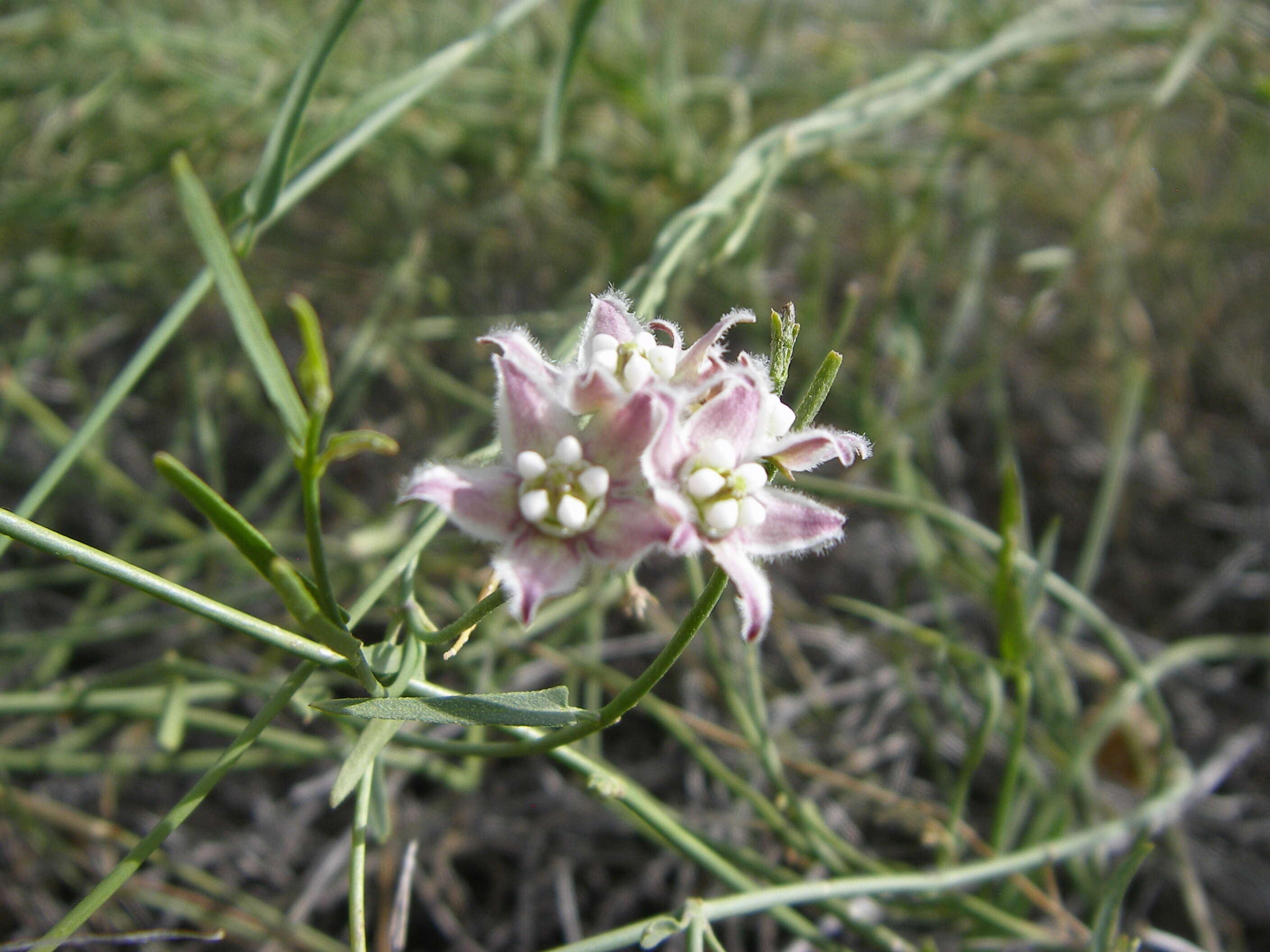 Imagem de Funastrum cynanchoides (Decne.) Schltr.