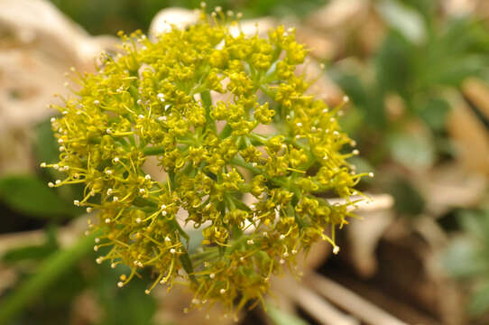 Lomatium latilobum (Rydb.) Mathias的圖片