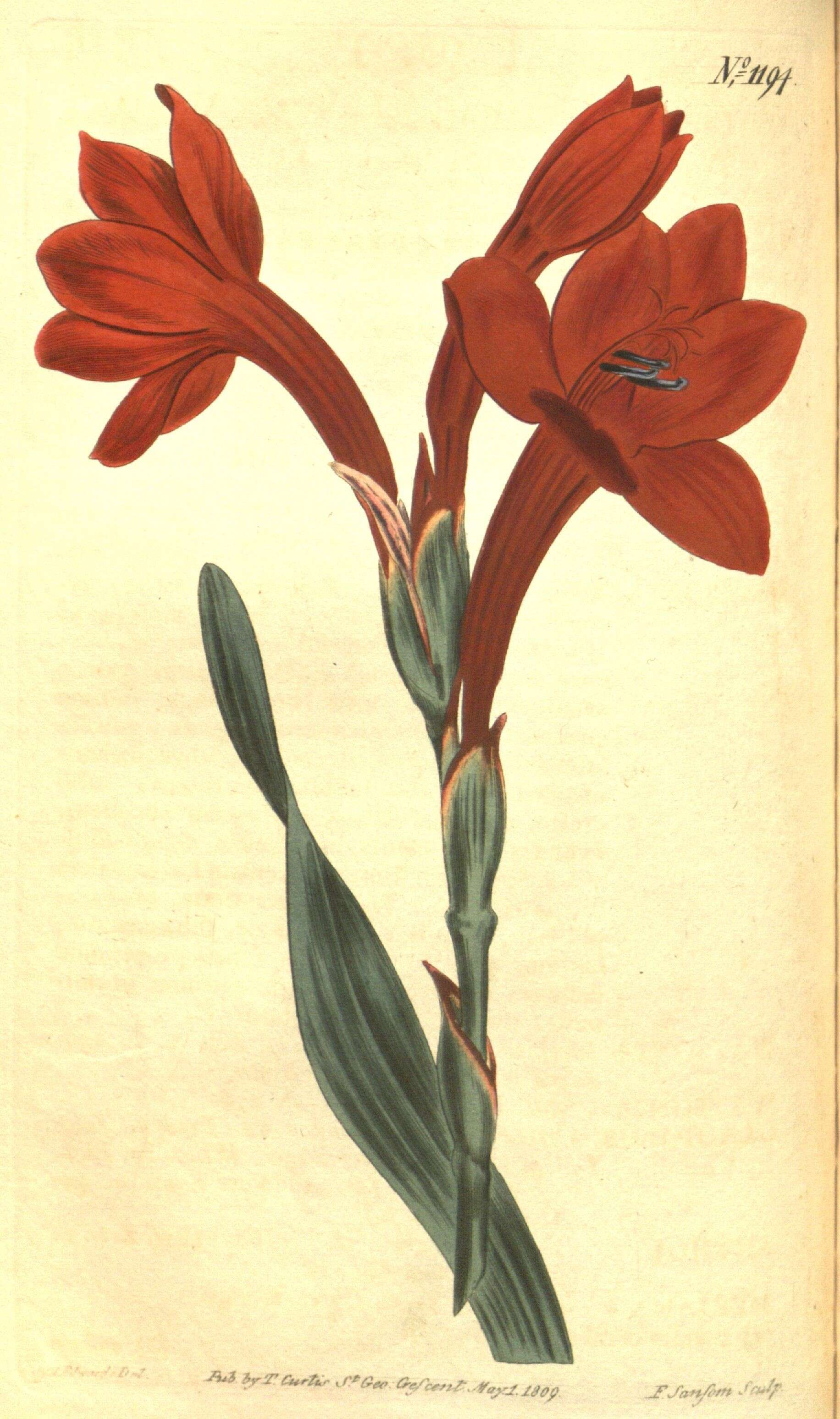 Image of bugle-lily