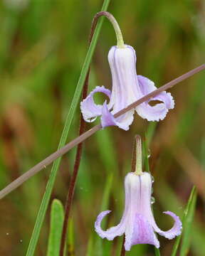 Image of Baldwin's Clematis