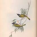 صورة Melithreptus chloropsis Gould 1848