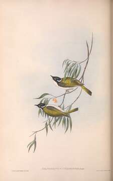 Image of Melithreptus Vieillot 1816