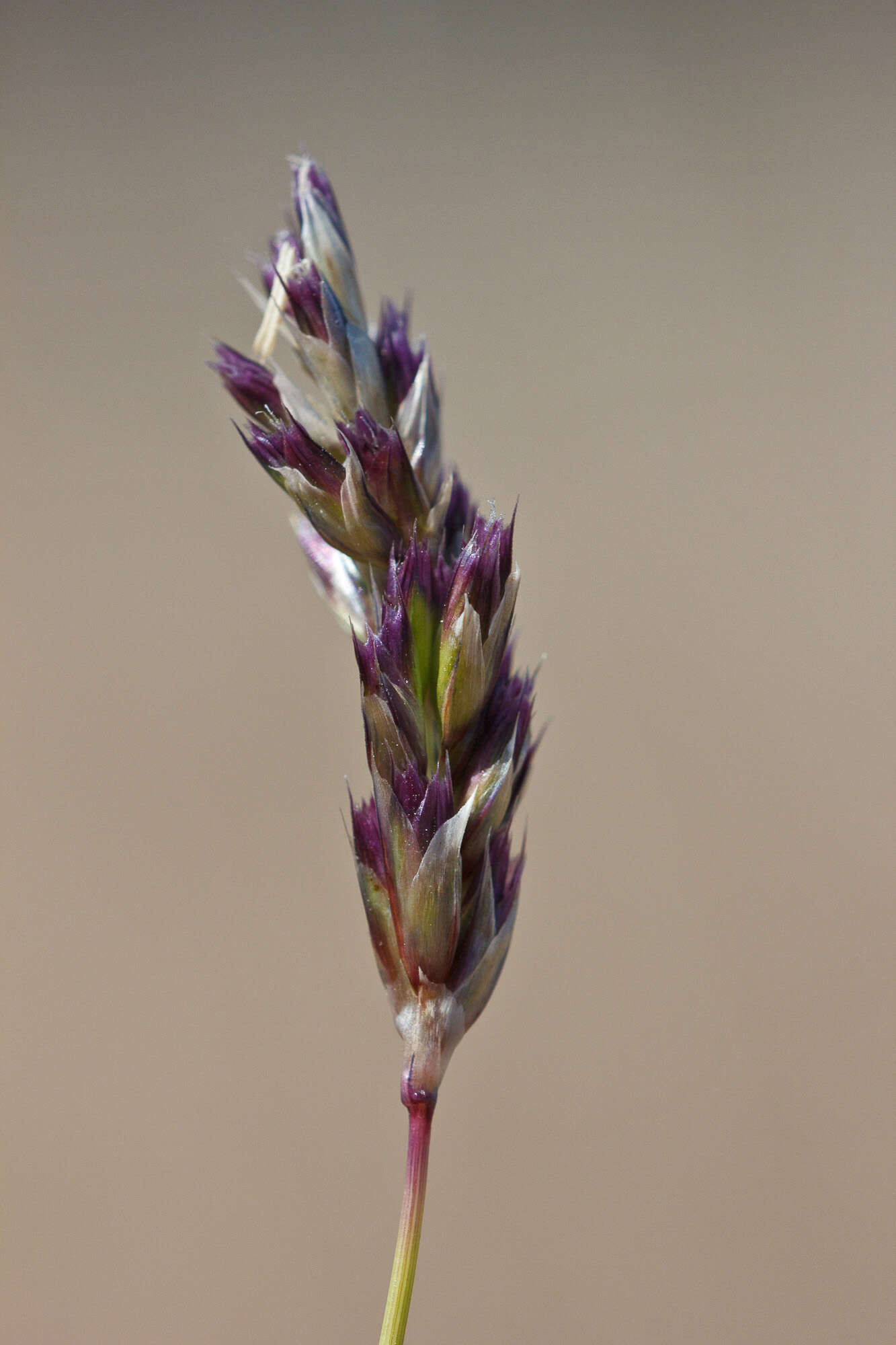 Image of Moor Grasses