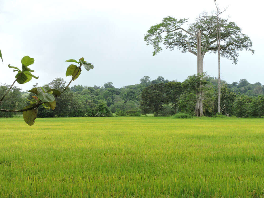 Image of rice