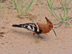 Image of hoopoes