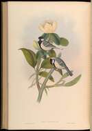 Image of Parus Linnaeus 1758