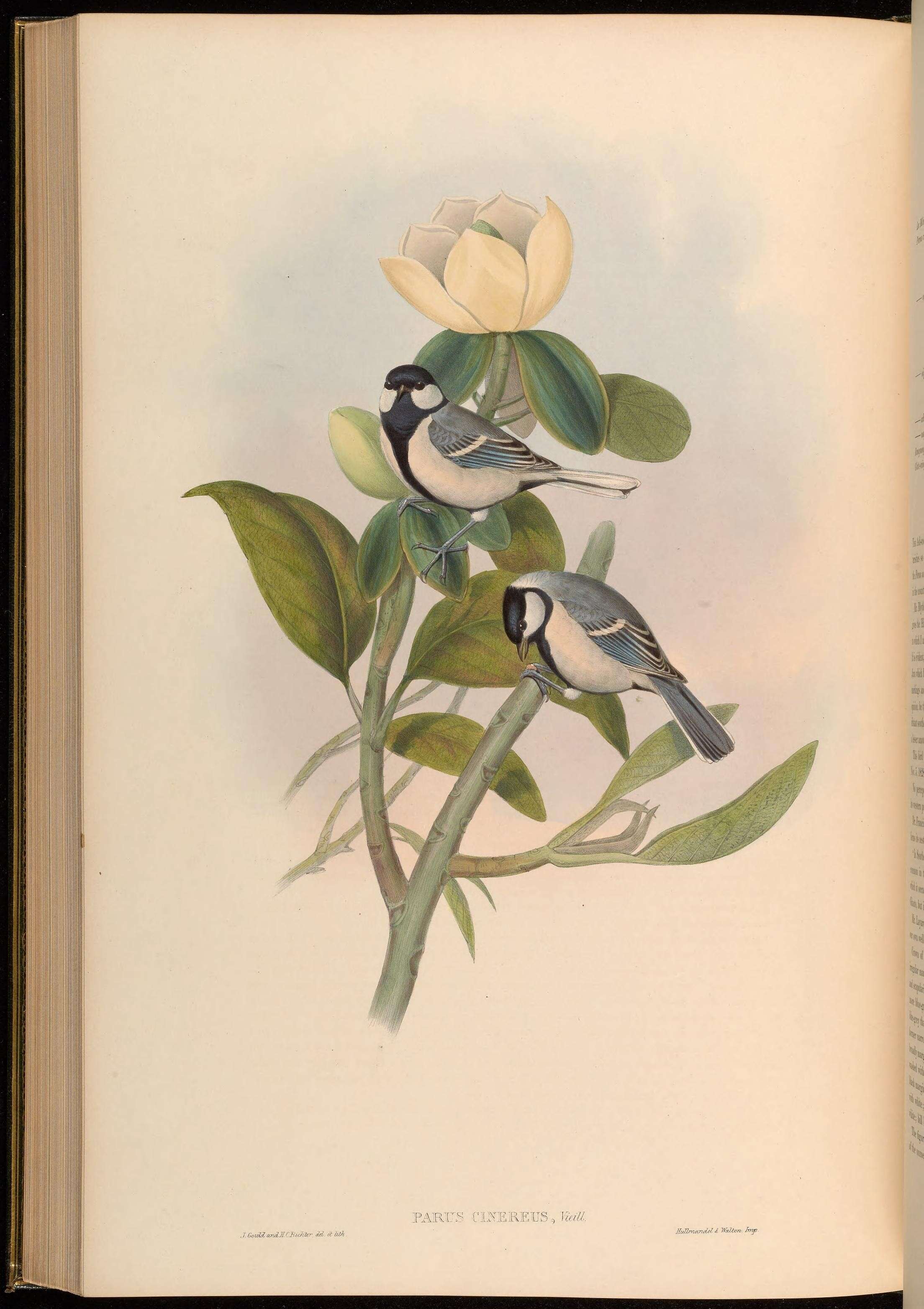 Image de Parus Linnaeus 1758