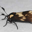 Image of Ardonea tenebrosa Walker 1864