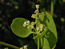 Image of White Mangroves