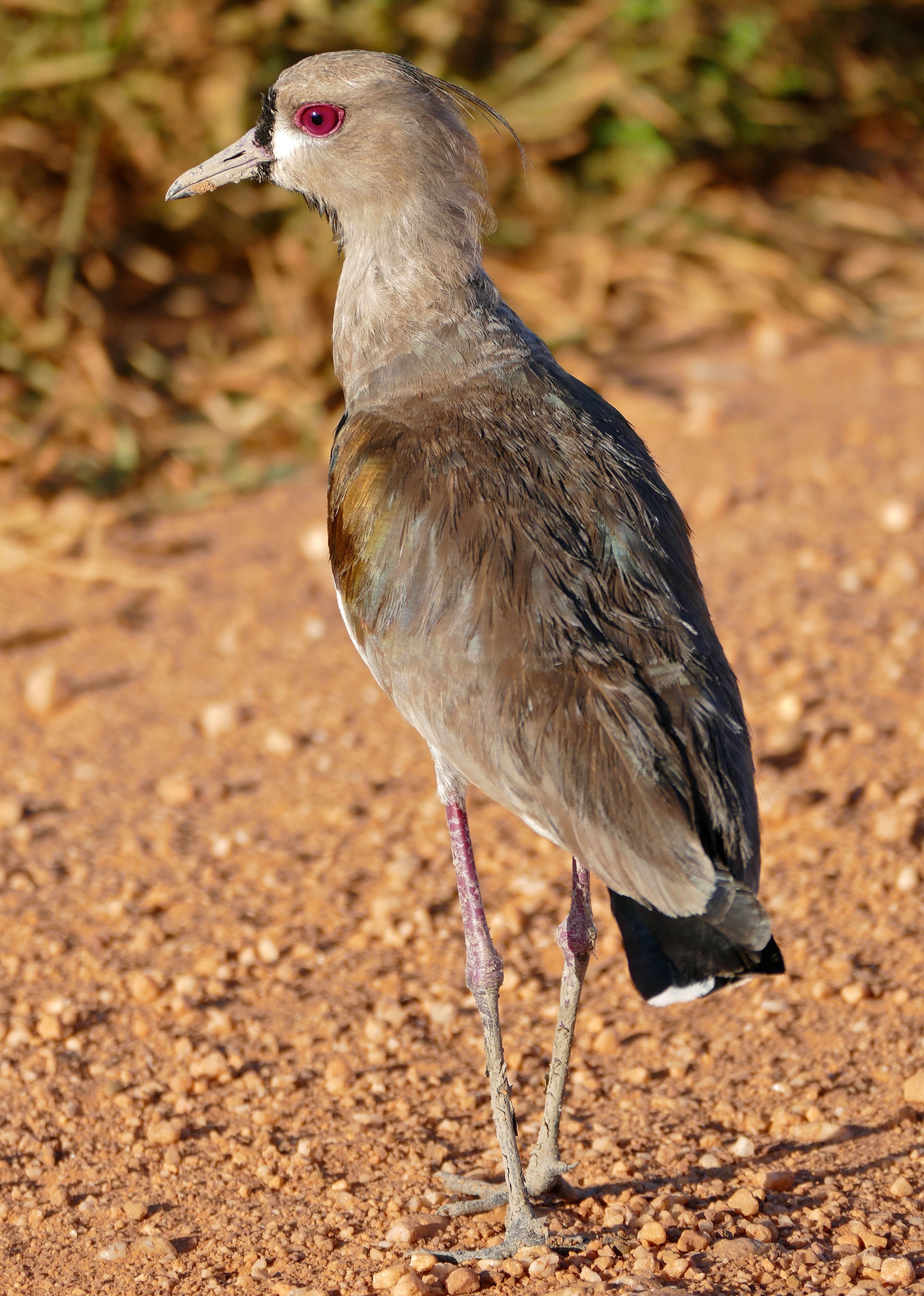 Image of Lapwing