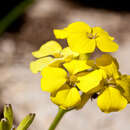 Image of Erysimum majellense Polatschek