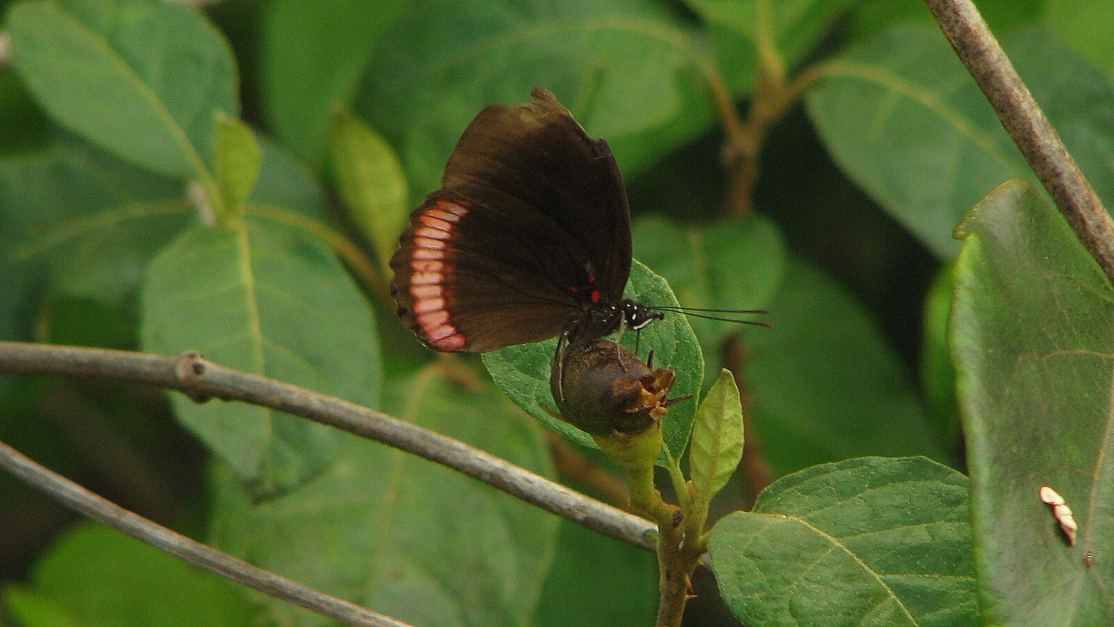 Imagem de Nymphalidae