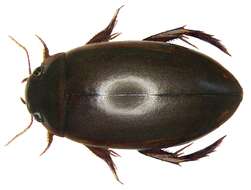 Image of Ilybius fuliginosus (Fabricius 1792)