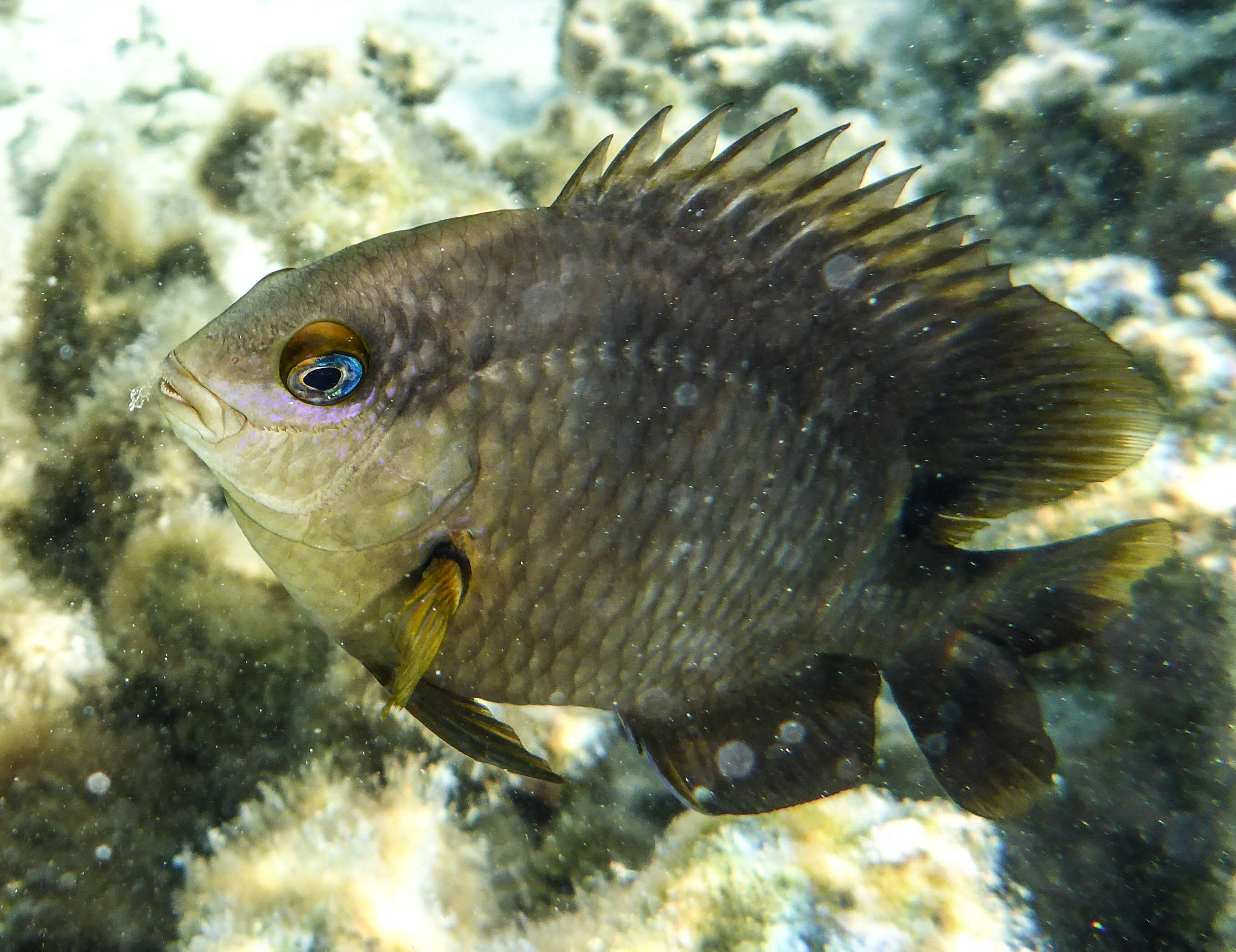 Chromis agilis Smith 1960的圖片