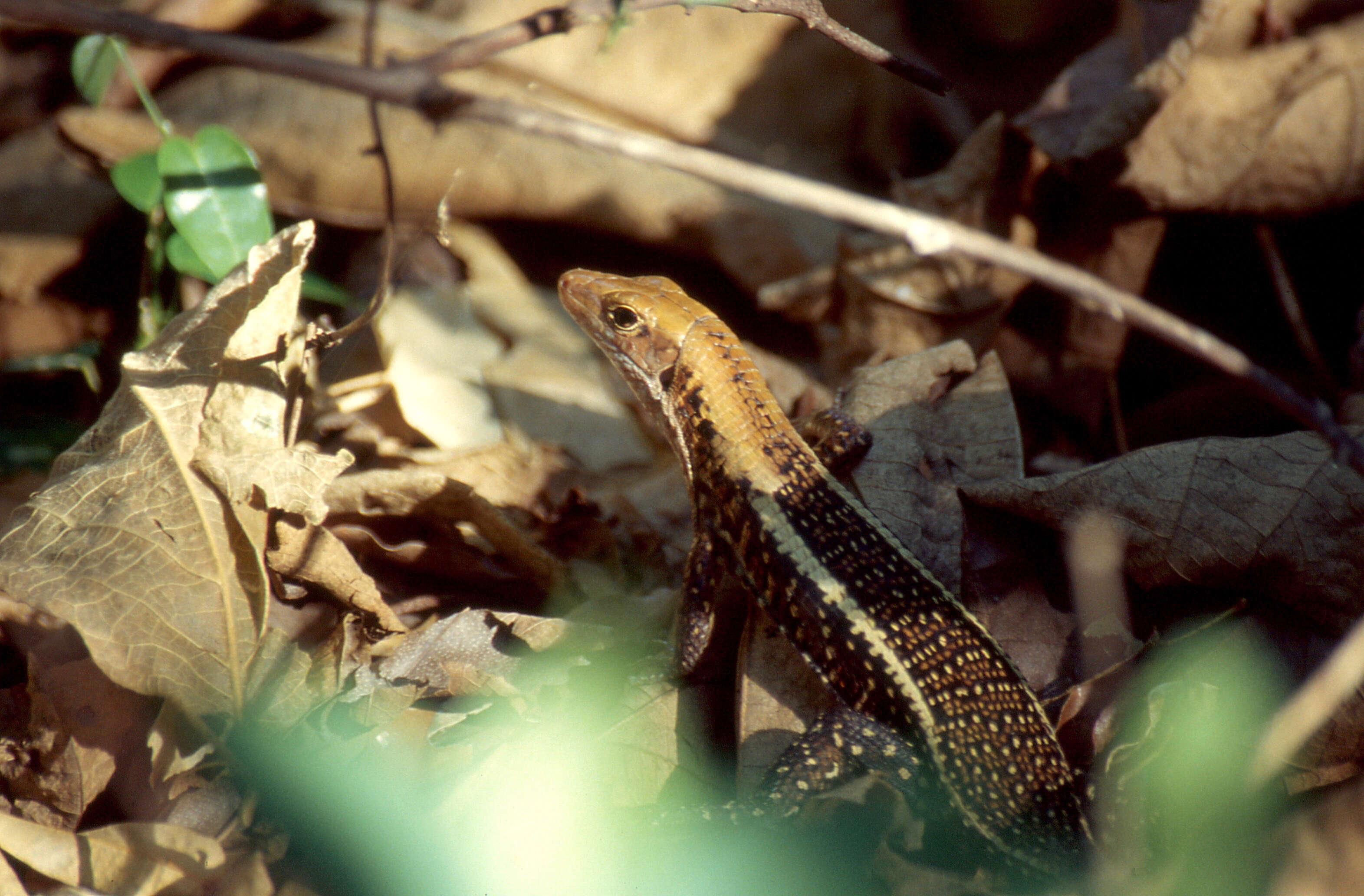 Image of western Girdled Lizard