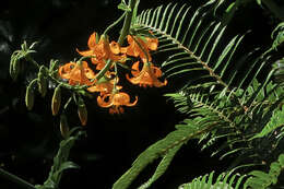 Lilium columbianum Leichtlin resmi