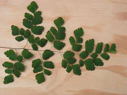 Image of maidenhair fern