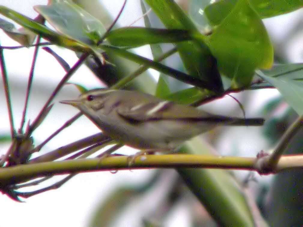 Image of Yellow-browed Warbler