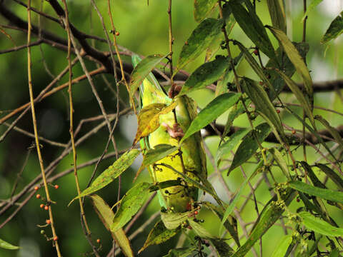 Image of Orange-chinned Parakeet