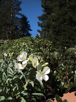 Image of Erysimum concinnum Eastw.