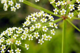 Image of stiff cowbane