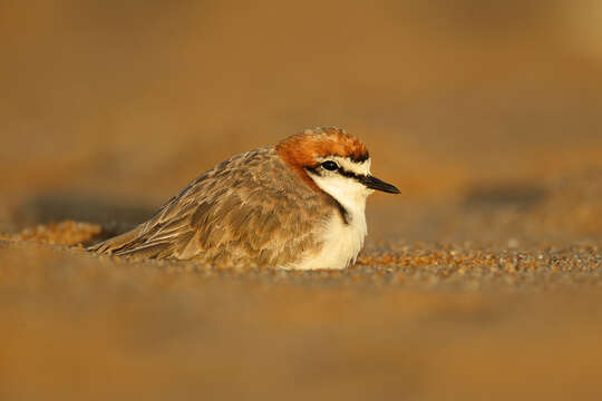 Image of Red-capped Dotterel