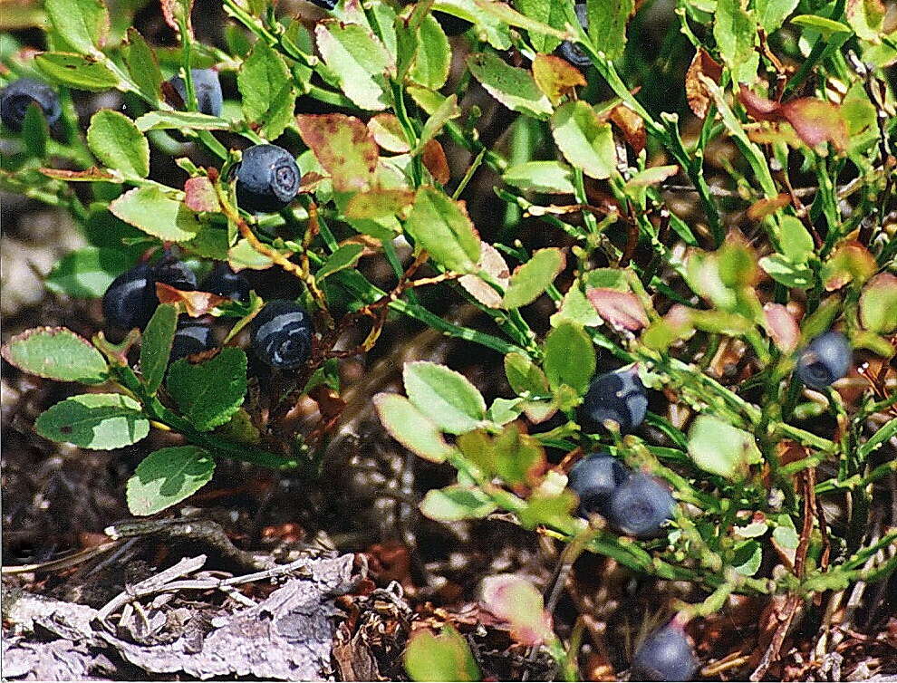Image of blueberry