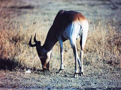 Image of <i>Alcelaphus buselaphus cokei</i>