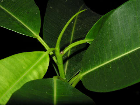 Ficus crassiuscula Warb. ex Standl.的圖片