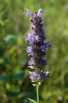 Image of giant hyssop
