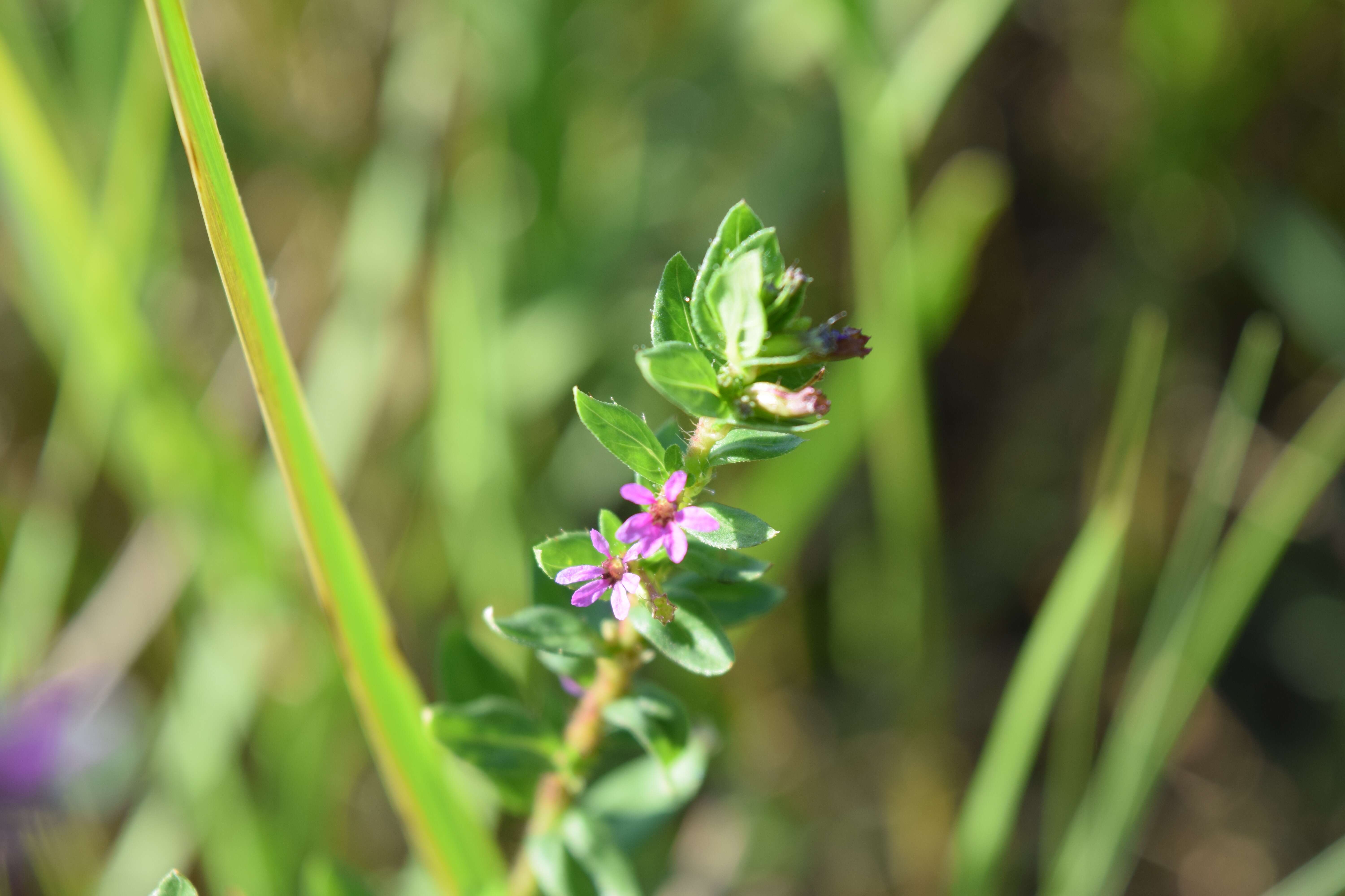 Image of Colombian Waxweed