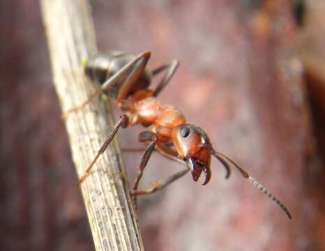 Image of wood ant