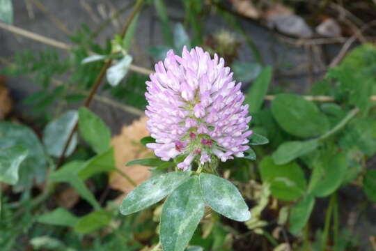 Image of Red Clover