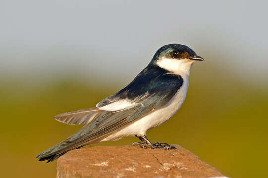 Image of White-winged Swallow