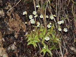 Image of Pinguicula alpina L.