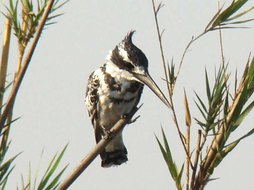 Sivun Ceryle rudis rudis (Linnaeus 1758) kuva