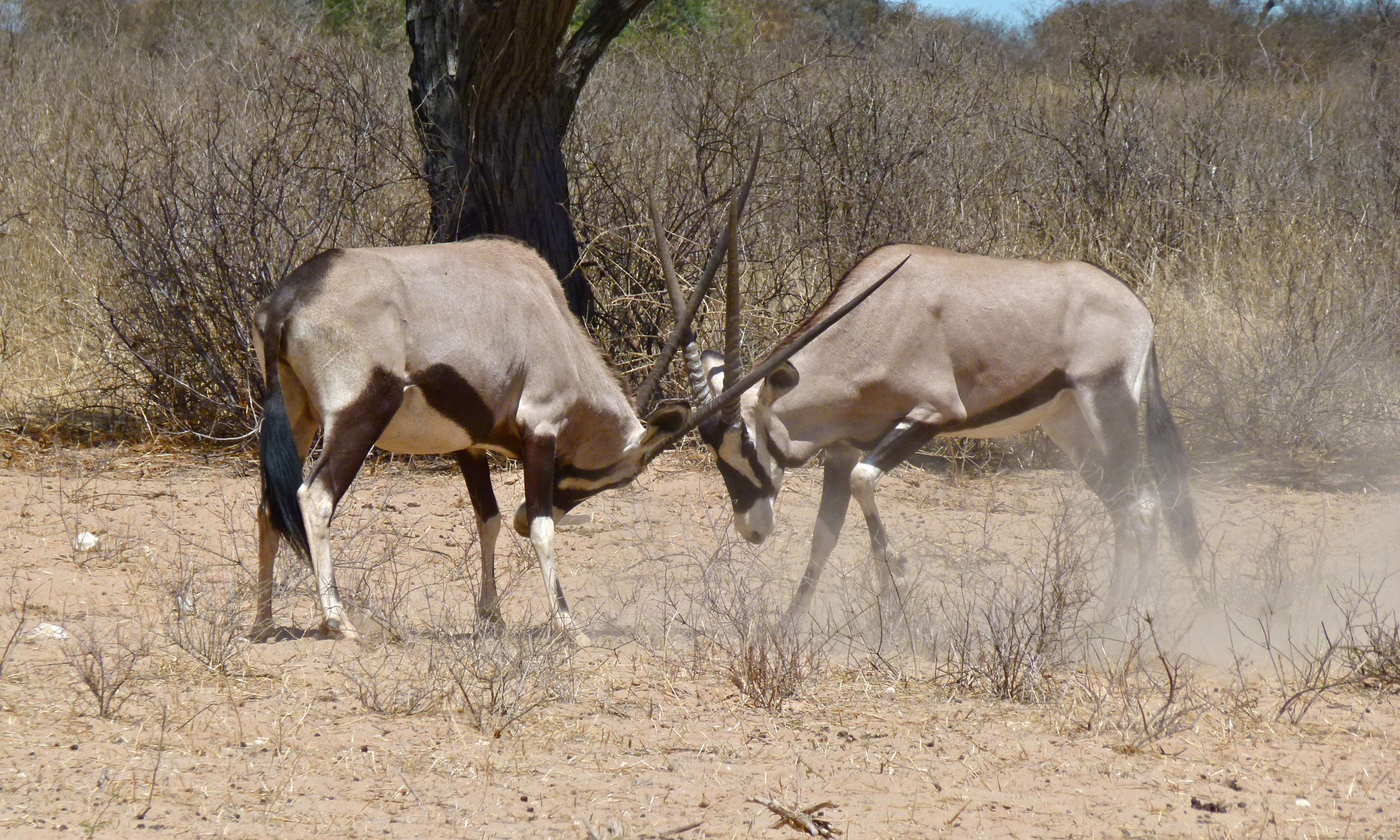 Image of Oryxes