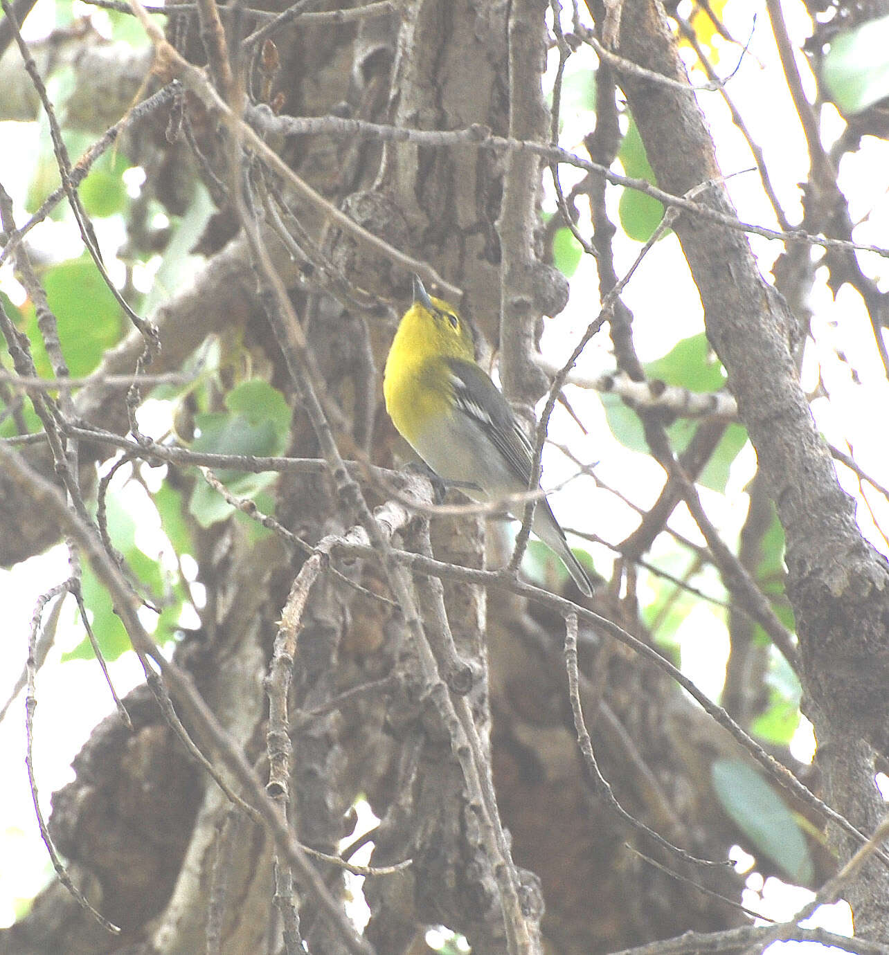 Sivun keltarintavireo kuva