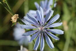 Image of chicory