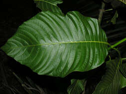 Palicourea guianensis Aubl.的圖片