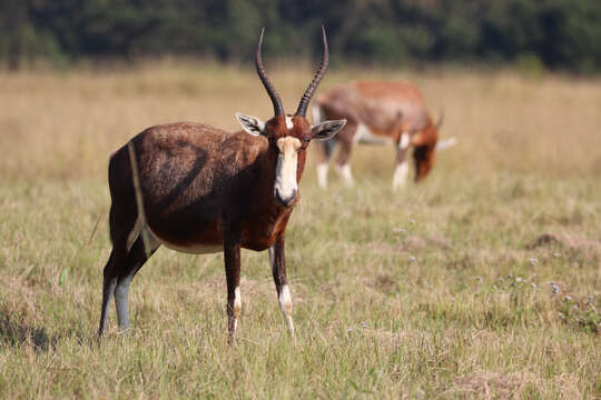 Image of Blesbok