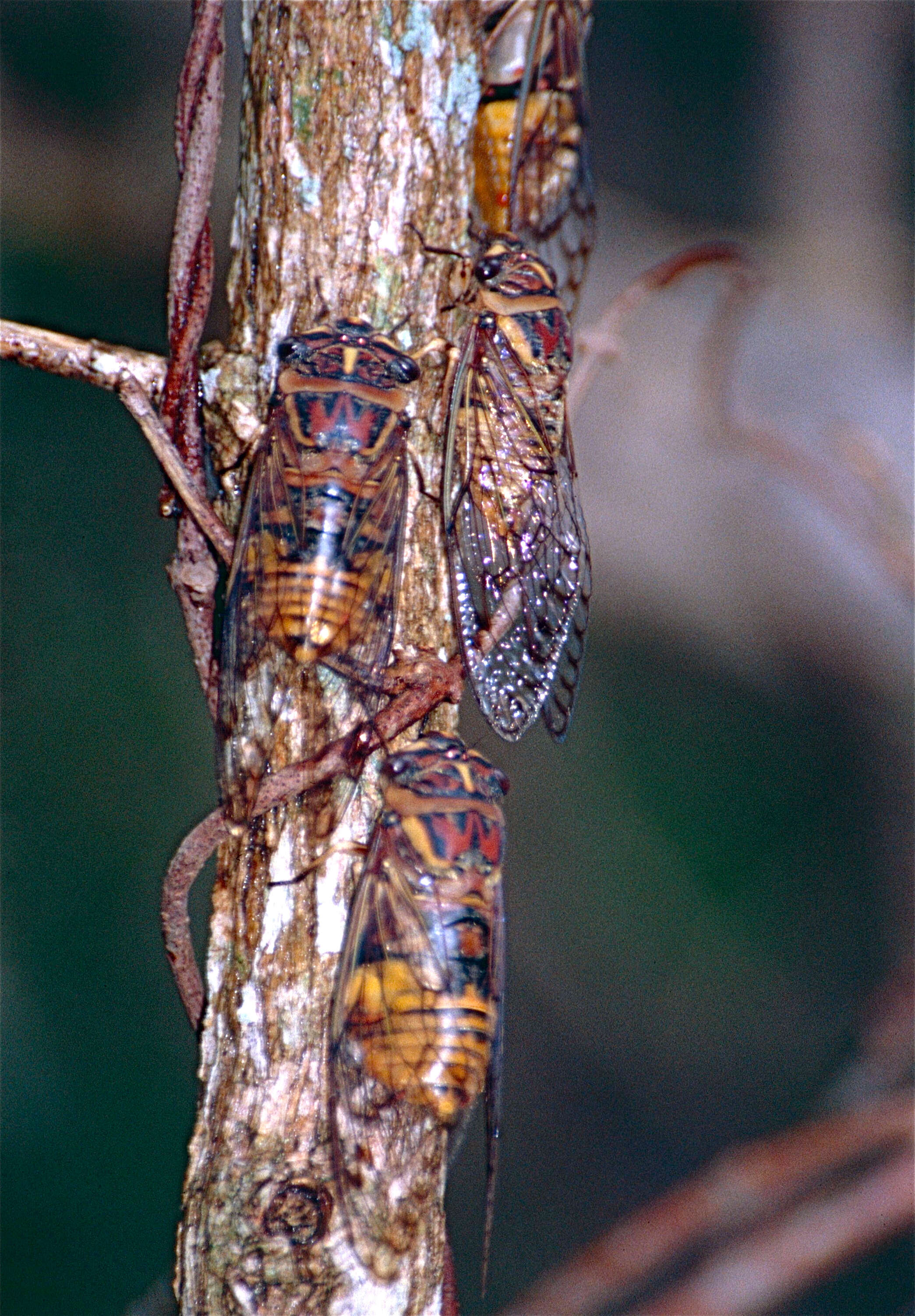 Image of Psaltoda flavescens Distant 1892