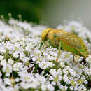 Image of Chlorotabanus crepuscularis Bequaert 1926