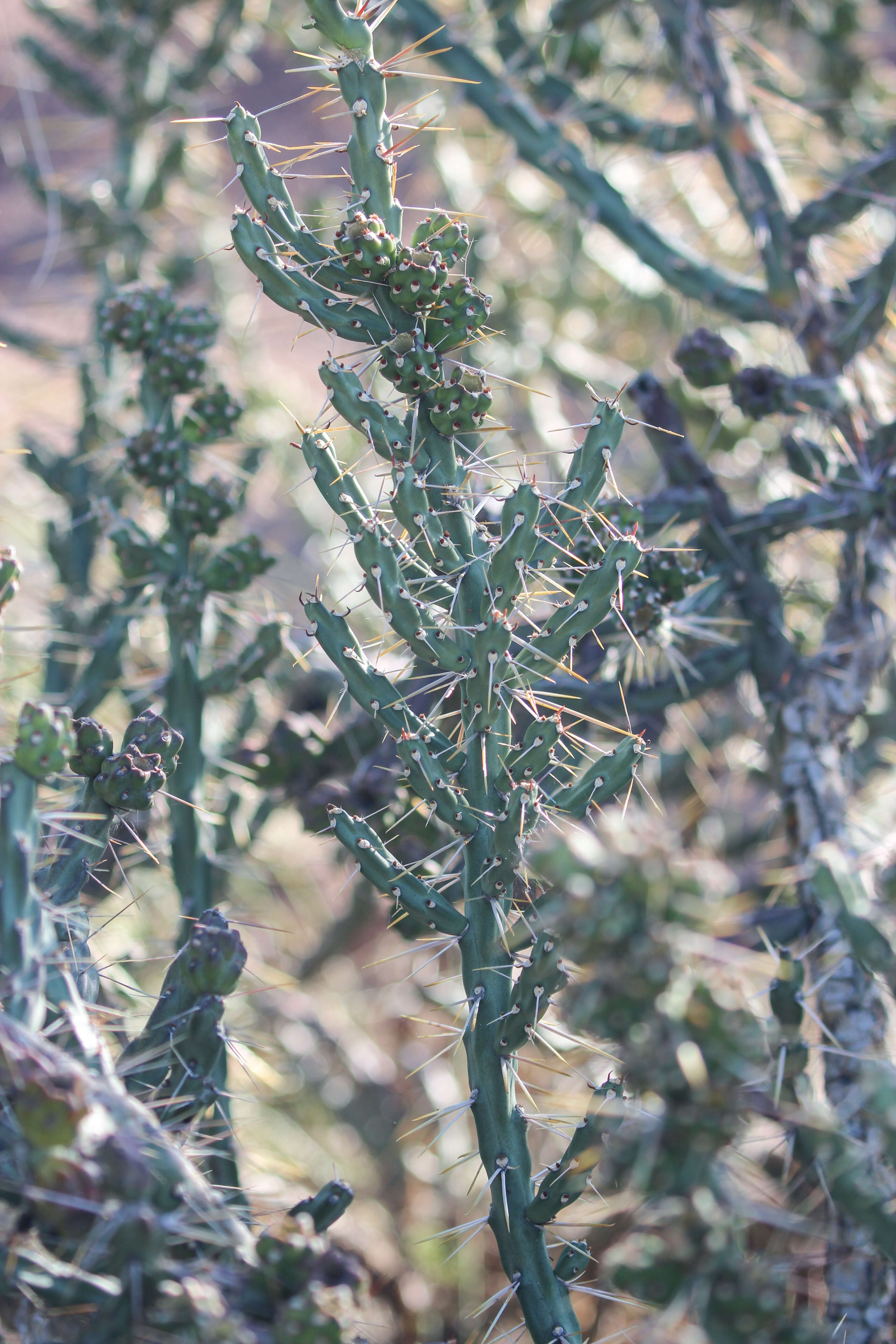 Image de Cylindropuntia kleiniae (DC.) F. M. Knuth