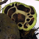 Image of Hydnophytum moseleyanum Becc.