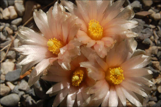 Image of pincushion cactus