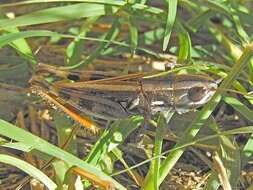 Image of Macrotona