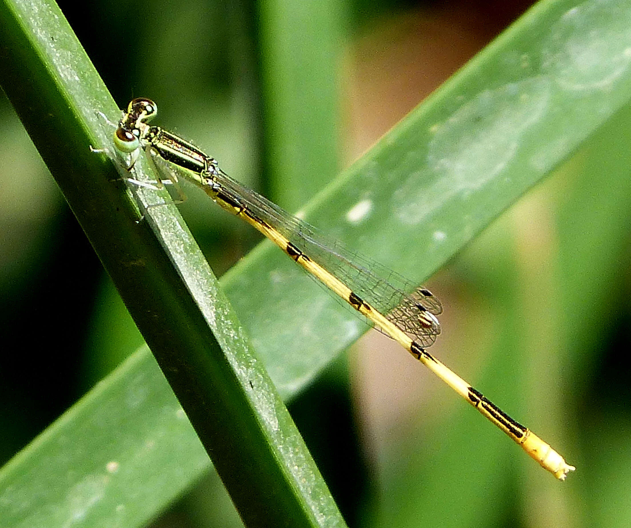 Image of forktail