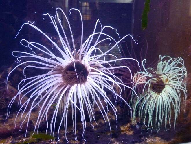 Image of ceriantharian anemones