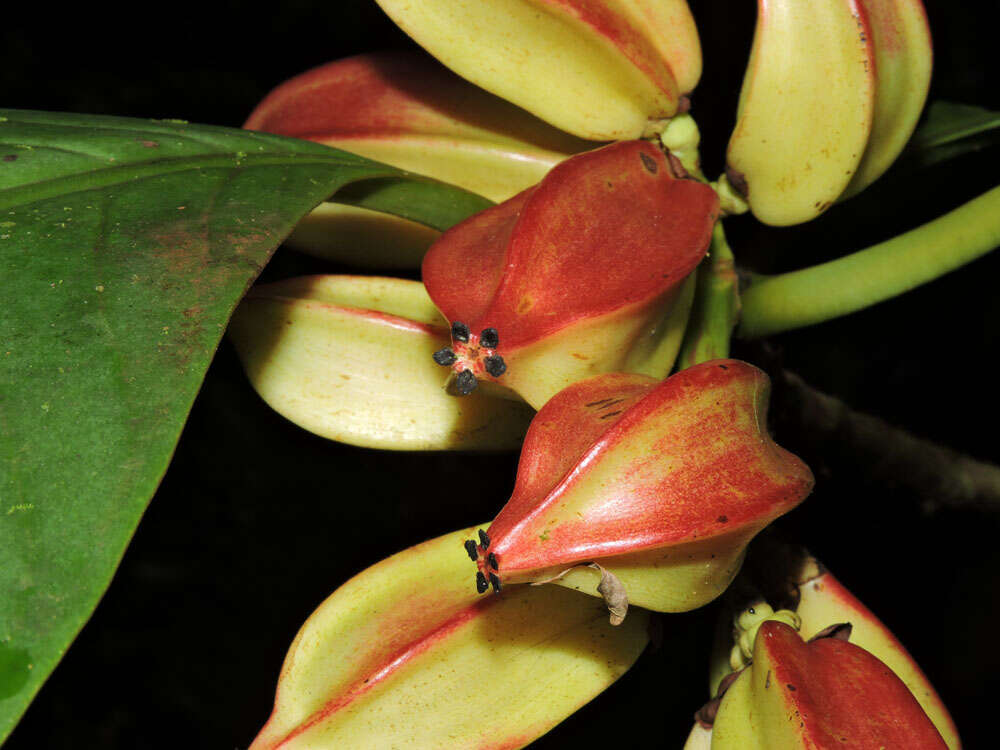 Image of Chrysochlamys grandifolia (L. O. Williams) B. E. Hammel